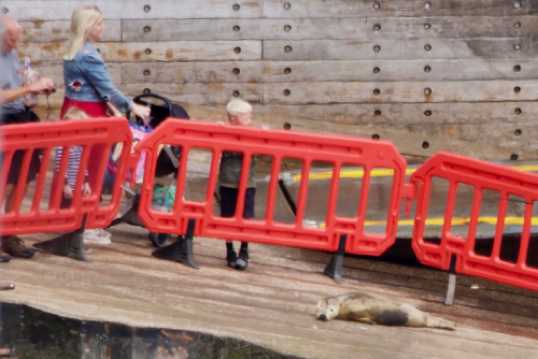 03 August 2021 - 12-50-28
Looks sweet, but it could be more than worrying. A baby seal has taken up residence on the Lower Ferry's Dartmouth slipway. The ferry guys have cordoned it off with barriers, but it's not looking in the best of health. Mind you, I am observing this from 400 yards away. 
-------------------
Seal pup on Lower Ferry slipway